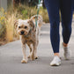 A lifestyle image of the Ruffwear Chain Reaction collar being worn. A dog walks along a path, with their owners legs in the image.