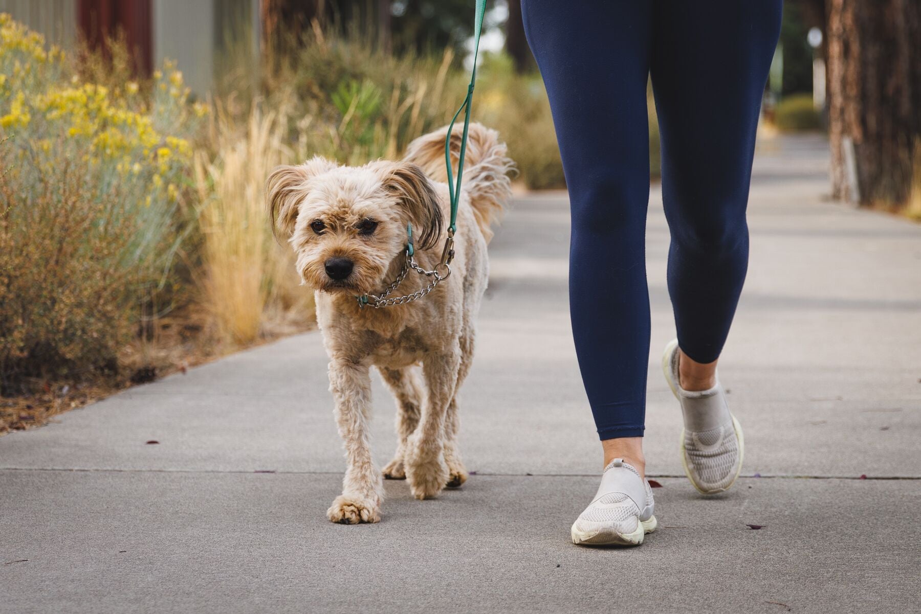 A lifestyle image of the Ruffwear Chain Reaction collar being worn. A dog walks along a path, with their owners legs in the image.