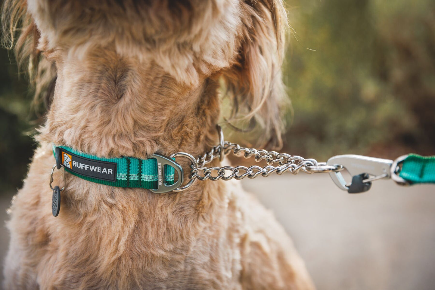 A Ruffwear Chain Reaction collar being worn around the neck of a beige dog, with a lead attached.