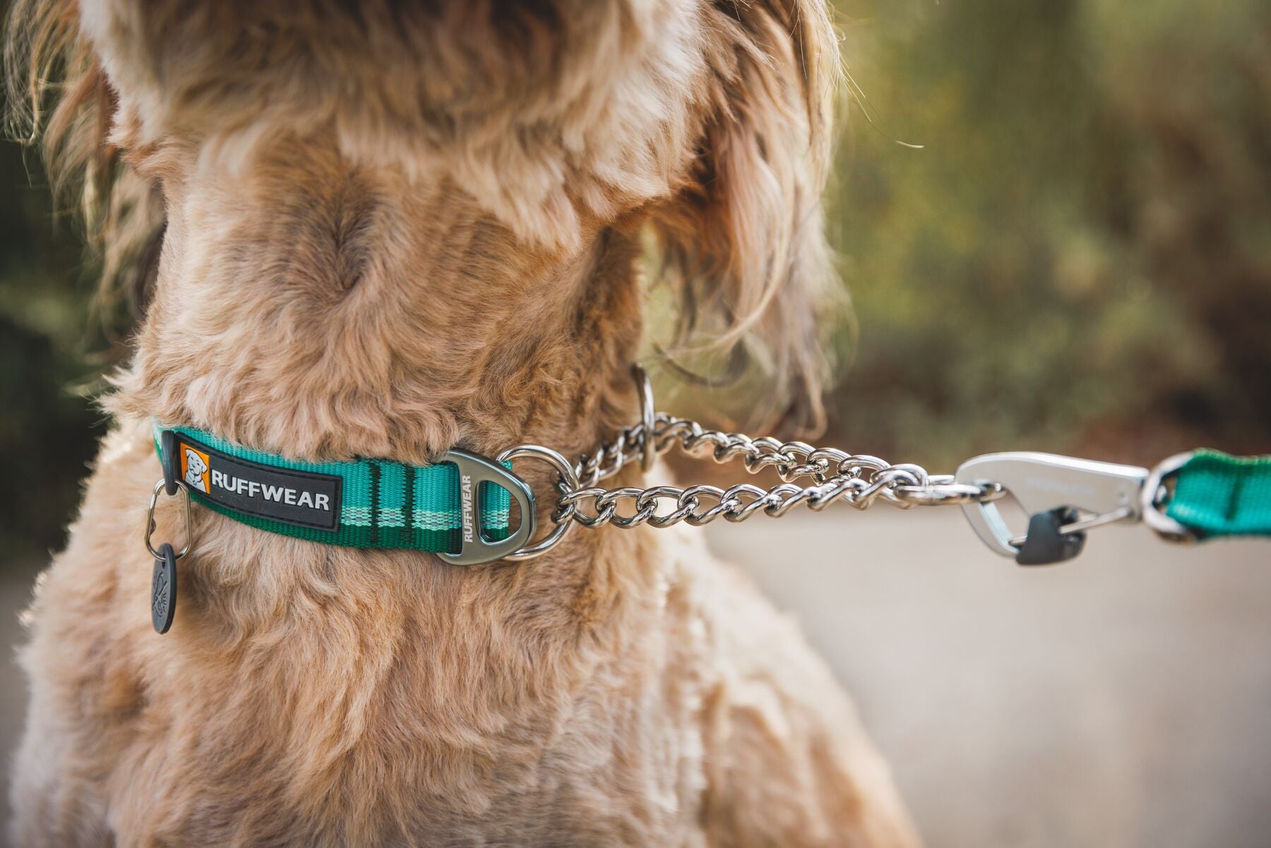 A Ruffwear Chain Reaction collar being worn around the neck of a beige dog, with a lead attached.