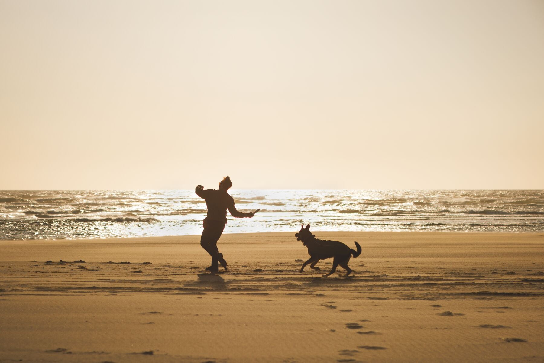 Lifestyle image of the Climate Changer Fleece Vest, worn by a dog on a beach, as an owner is about to throw a toy for them to fetch.