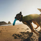 Lifestyle image of the Climate Changer Fleece Vest, worn by a dog on a beach, as they run across a beach holding a toy. The dog's owner is in the background.