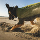 Lifestyle image of the Climate Changer Fleece Vest, worn by a dog digging into the sand on a beach.