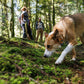 A lifestyle image of a dog wearing the Ruffwear Crag Collar on a walk. The dog is sniffing in the undergrowth, while owners talk in the background.