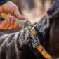 A lifestyle image of the Ruffwear Crag Collar being worn around a dog's neck. A dog owner attaches a lead to the collar.