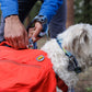 A white dog is wearing a red backpack while on a walk, while their owner attaches a lead to it. 