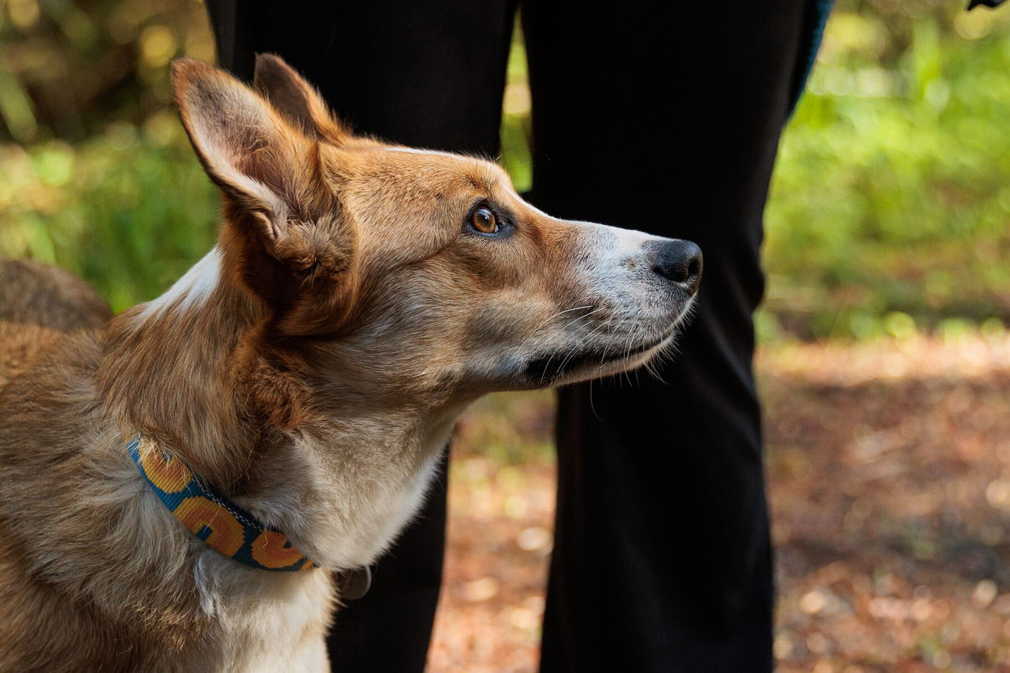 A lifestyle image of a dog's head, wearing the Ruffwear Crag Collar while on a walk.