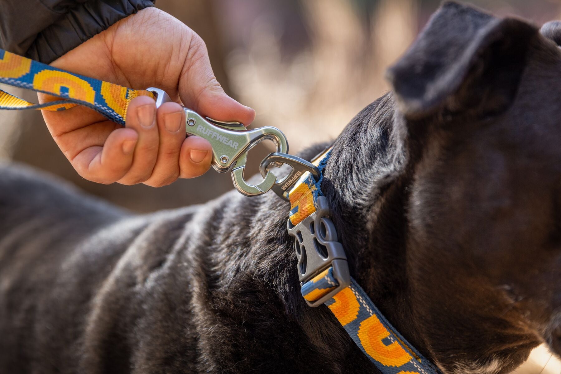 Lifestyle image of the Crag Lead being clipped to a collar on a brown dog.