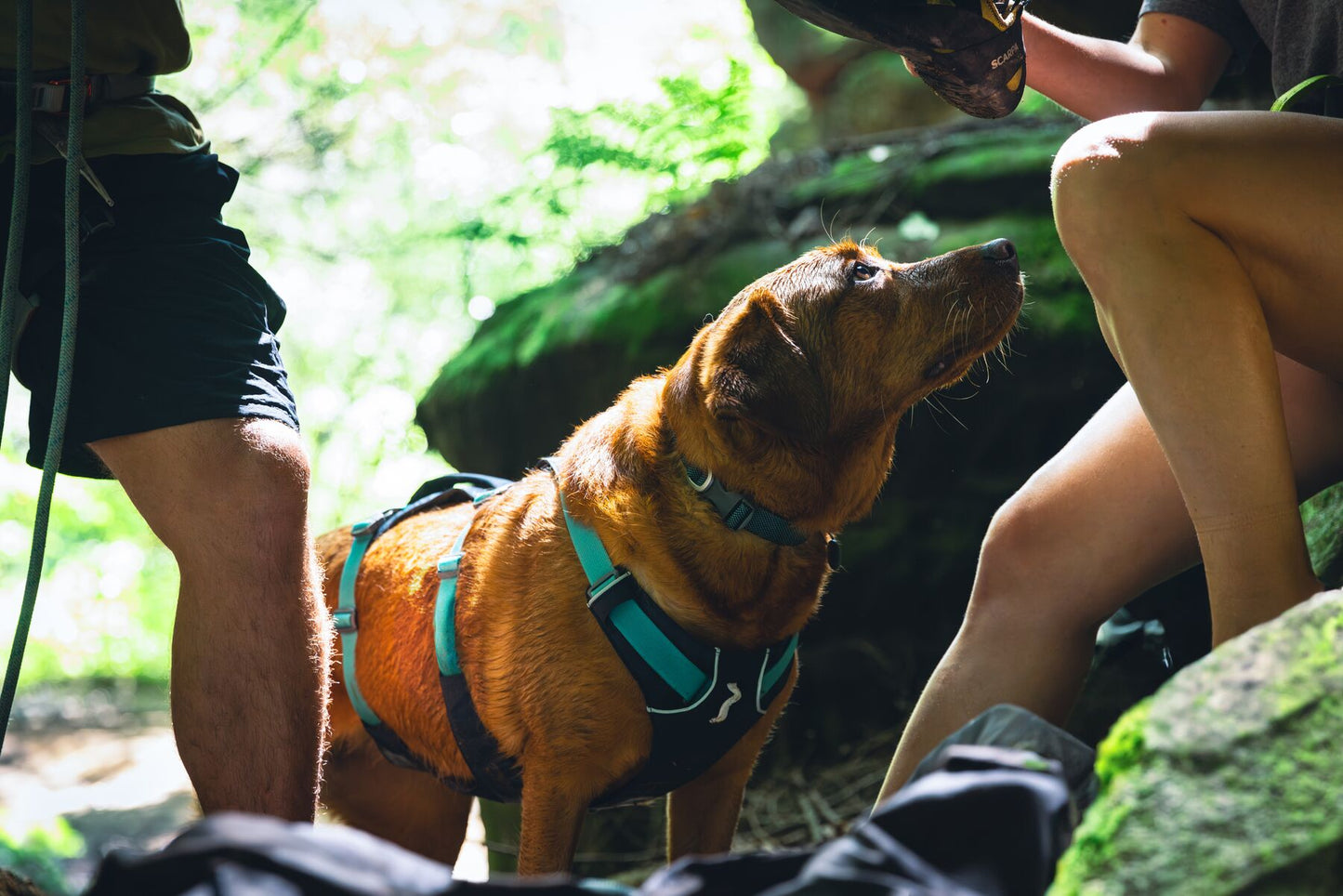 Lifestyle image of the Flagline Harness, showing a golden dog looking up at their owner while they change shoes.