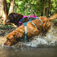 Lifestyle image of the Flagline Harness, showing a golden dog jumping into a body of water, with a brown dog in the background.