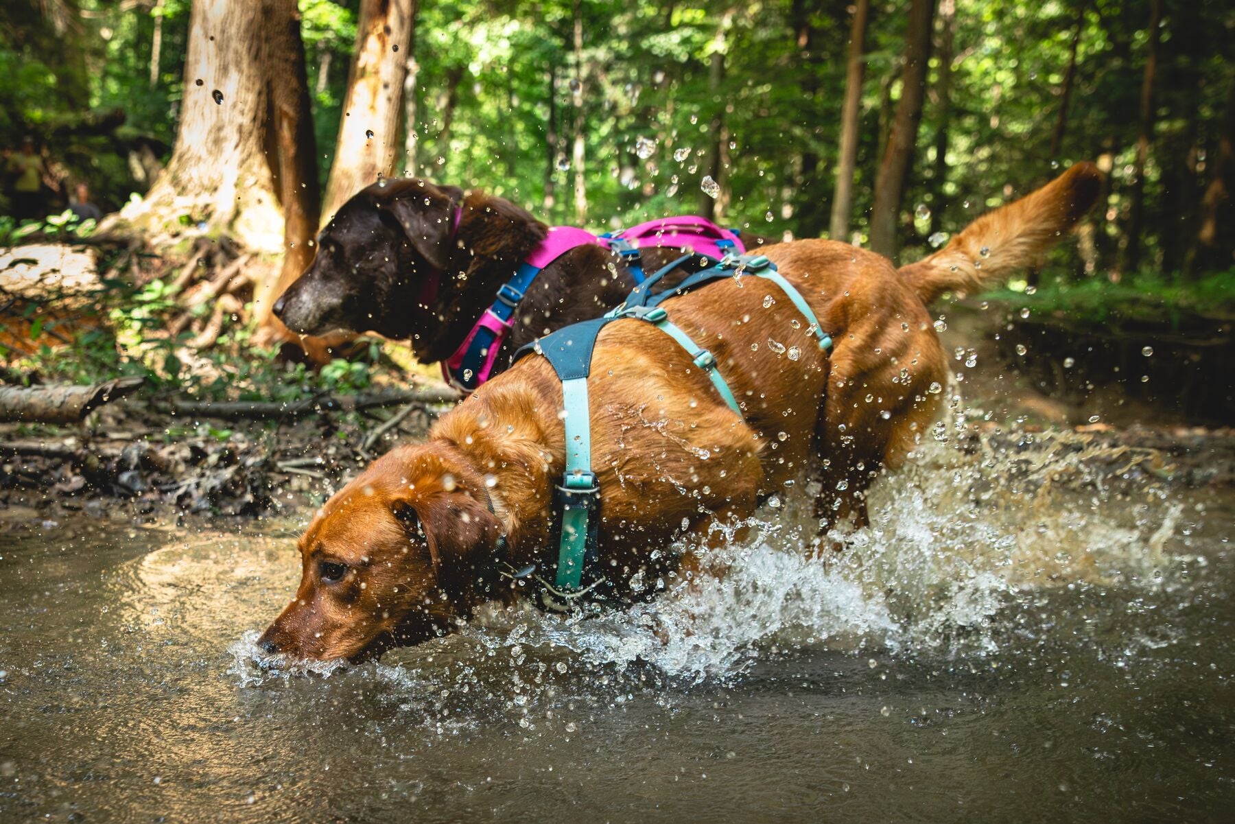Lifestyle image of the Flagline Harness, showing a golden dog jumping into a body of water, with a brown dog in the background.
