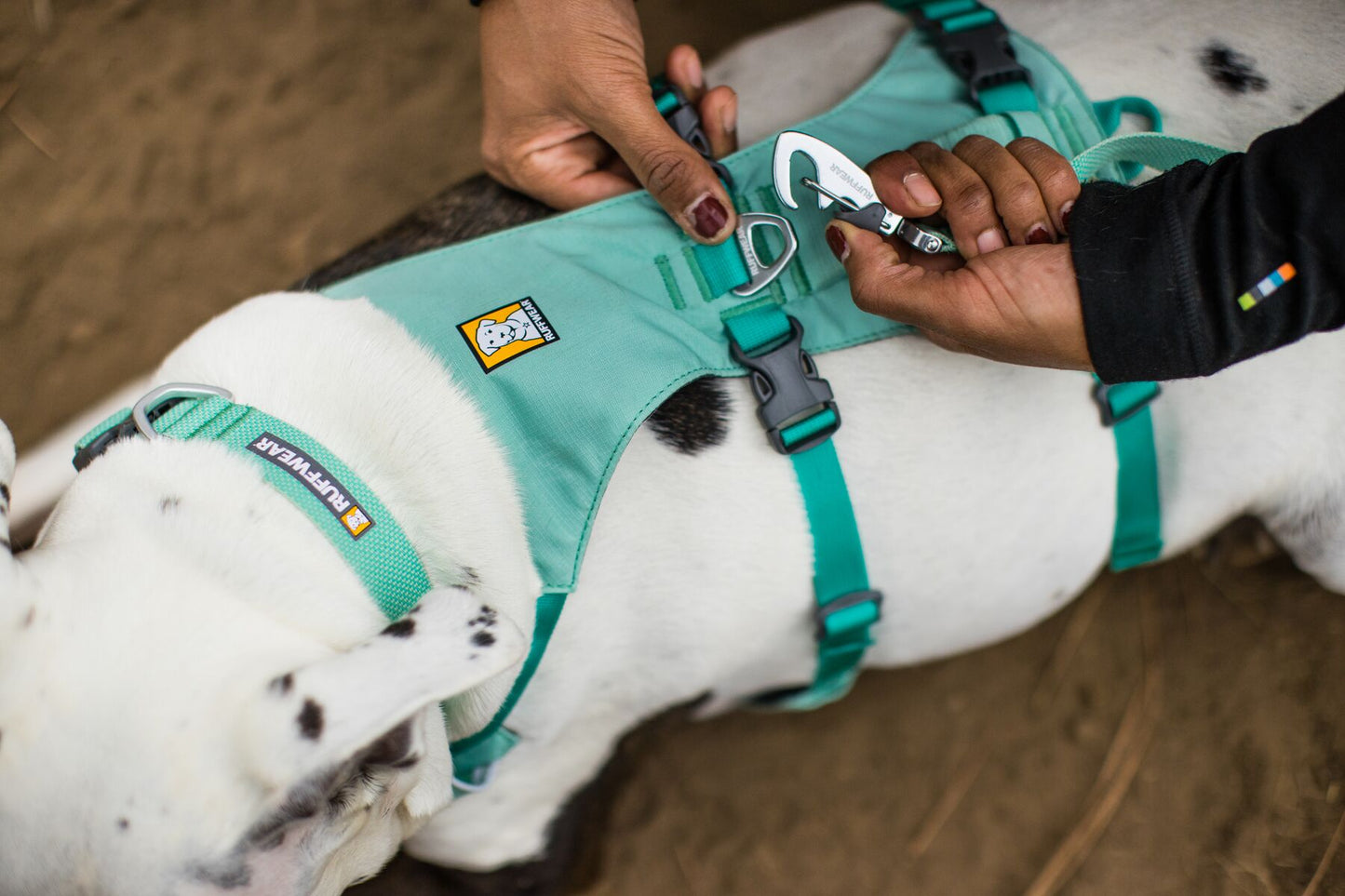 Lifestyle image of the Flagline Harness, showing a dog lead being attached to a harness while on a dog.