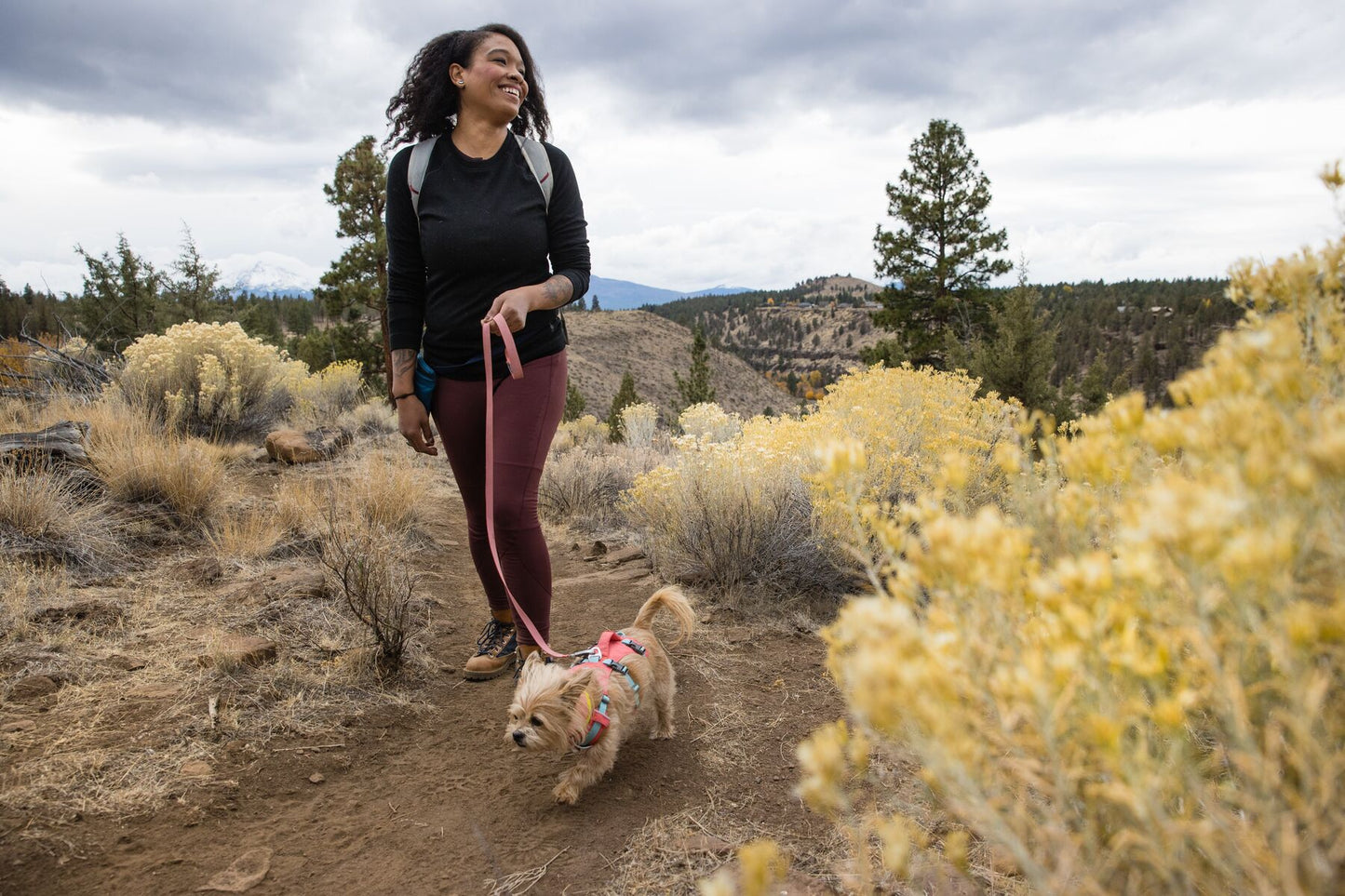 Lifestyle image of the Flagline Harness, being worn by a small dog., walking alongside their owner in a shrub area.