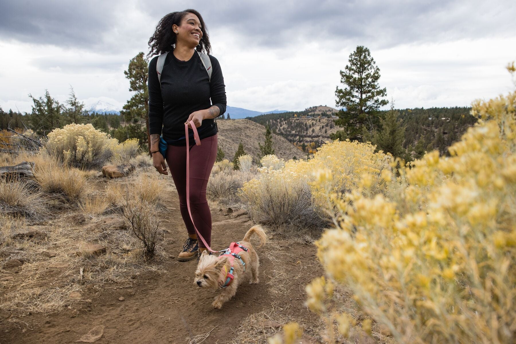 Lifestyle image of the Flagline Harness, being worn by a small dog., walking alongside their owner in a shrub area.