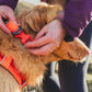 Lifestyle image of the Front Range Collar, on a golden dog.