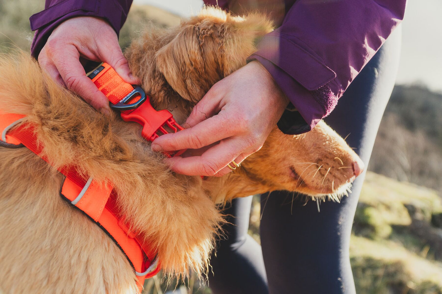 Lifestyle image of the Front Range Collar, on a golden dog.