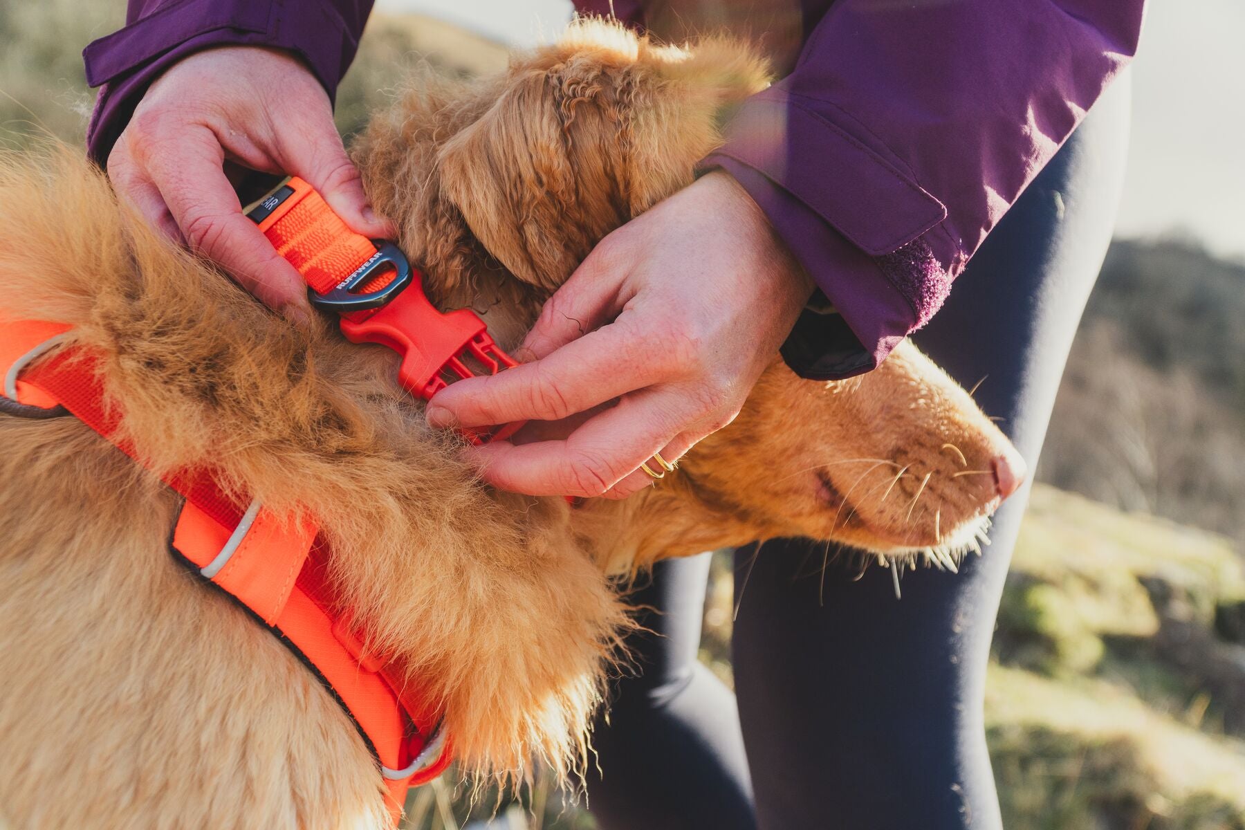 Lifestyle image of the Front Range Collar, on a golden dog.