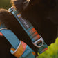 Lifestyle image of the Front Range Collar, on a brown dog with a grassy background.