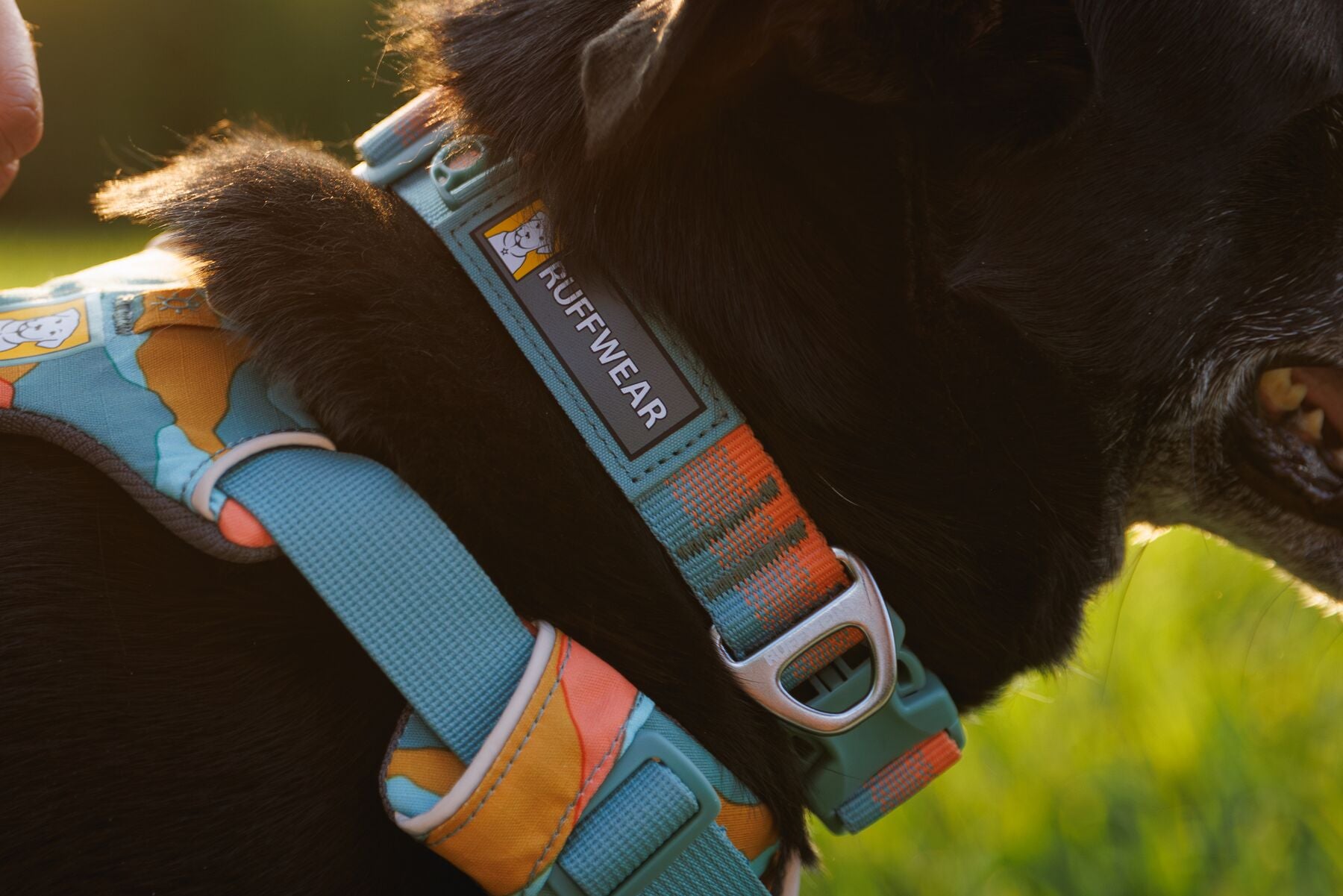 Lifestyle image of the Front Range Collar, on a brown dog with a grassy background.