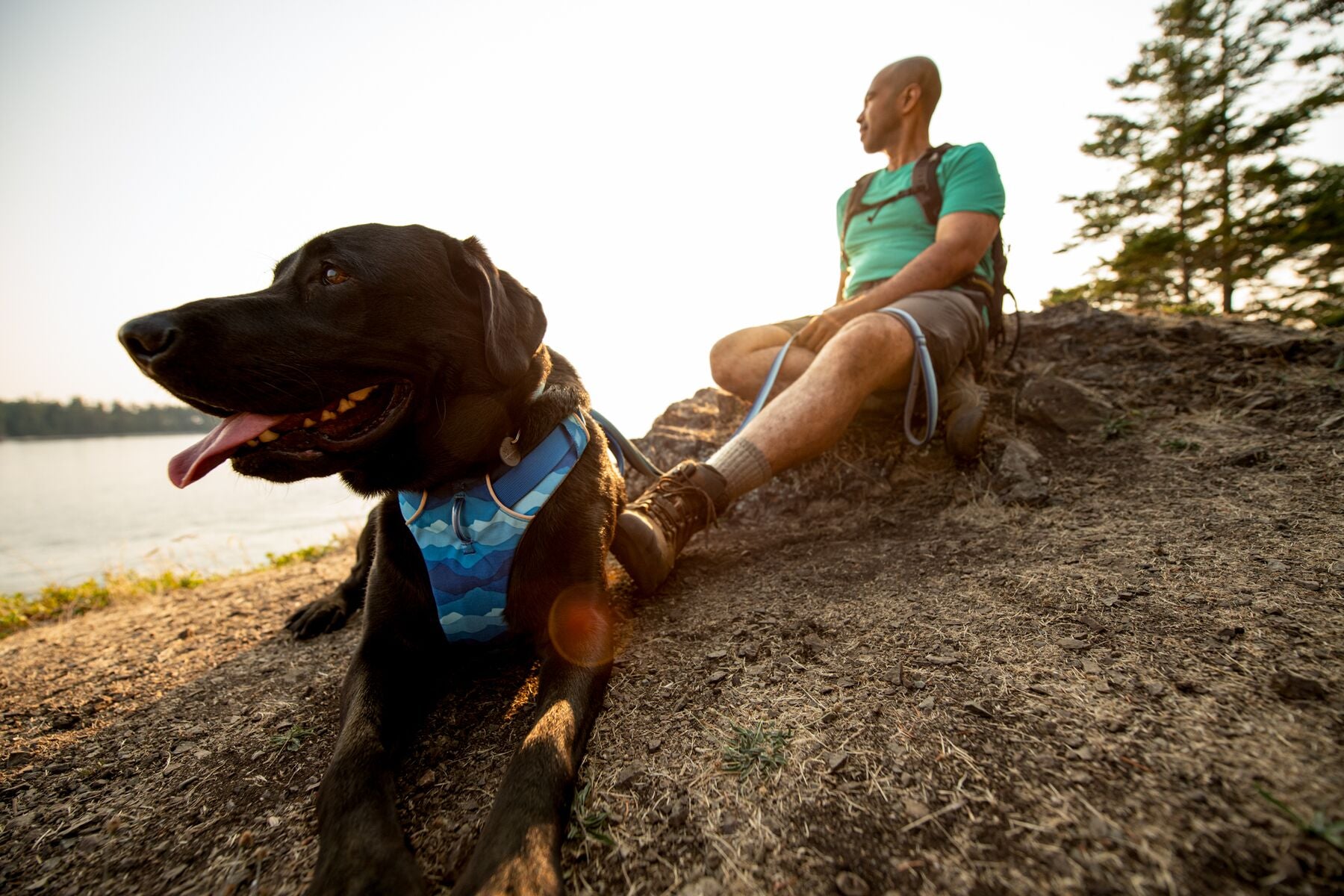 Lifestyle image of the Front Range Harness, with a black dog wearing a blue harness.