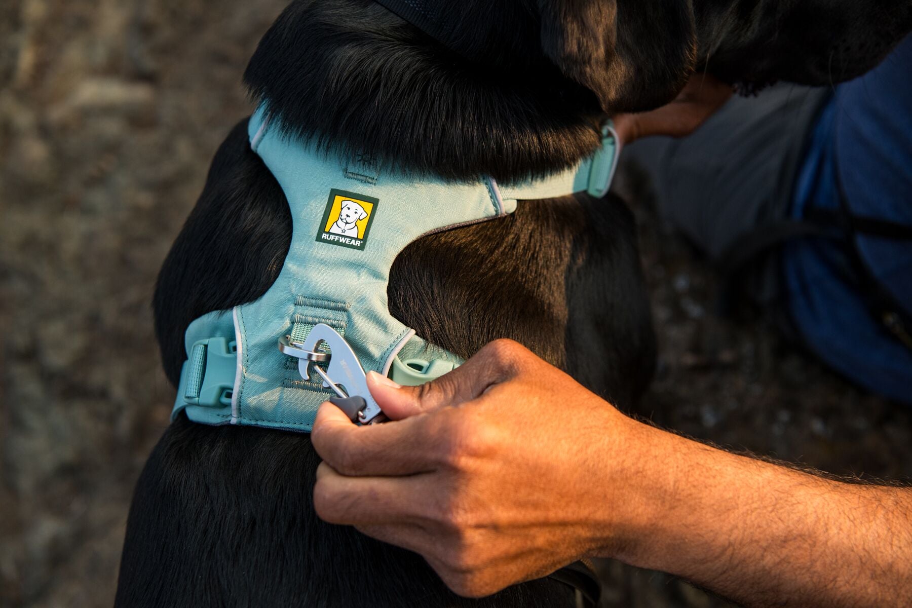 Lifestyle image of the Front Range Harness, with a black dog wearing a harness and a hand attaching a lead.