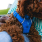 Lifestyle image of the Front Range Harness, with a brown curly dog laying across their owners lap wearing a blue harness.
