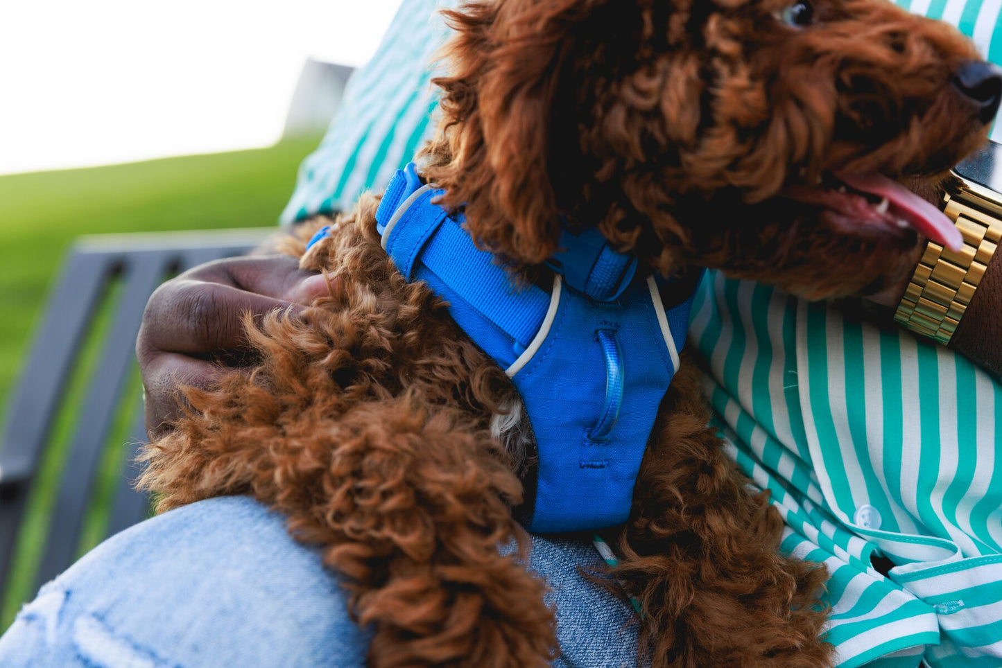 Lifestyle image of the Front Range Harness, with a brown curly dog laying across their owners lap wearing a blue harness.