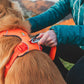 Lifestyle image of the Front Range Harness, with a golden dog wearing an orange harness. Their owner is clipping a lead to the back of the harness.