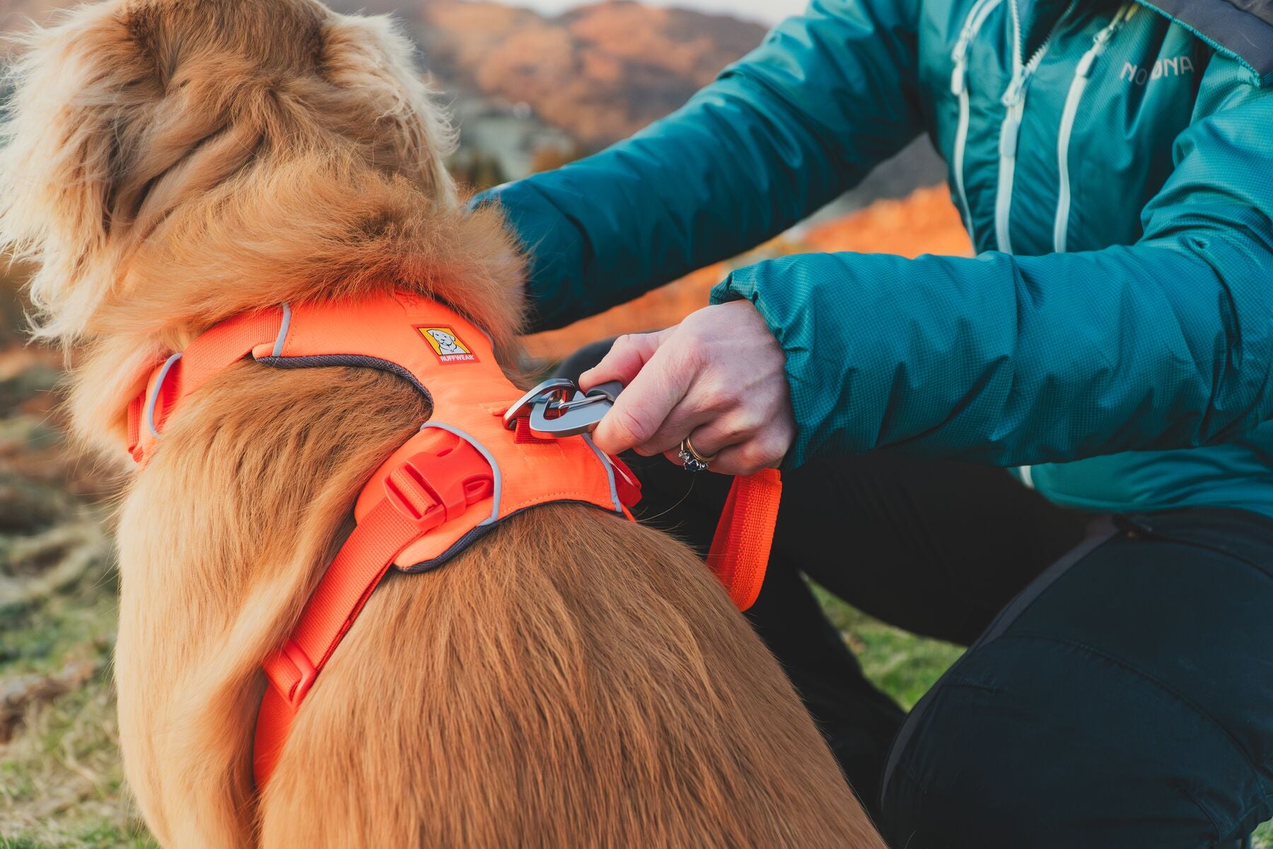 Lifestyle image of the Front Range Harness, with a golden dog wearing an orange harness. Their owner is clipping a lead to the back of the harness.