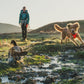 Lifestyle image of the Front Range Harness, with two dogs jumping through muddy grass.