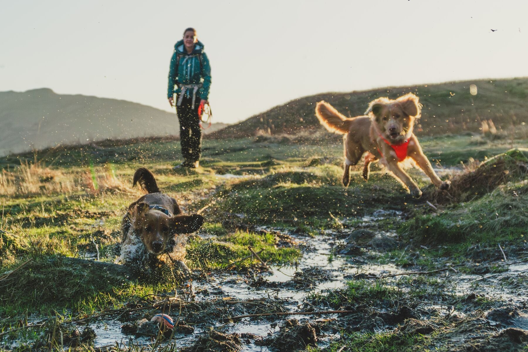 Lifestyle image of the Front Range Harness, with two dogs jumping through muddy grass.