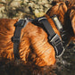 Lifestyle image of the Front Range Collar, on a wet dog in a river.