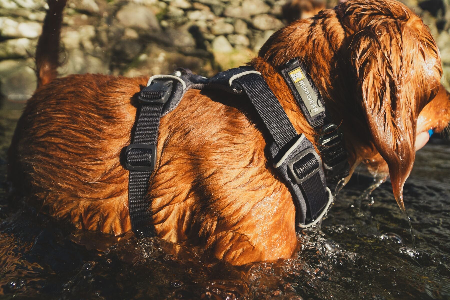 Lifestyle image of the Front Range Collar, on a wet dog in a river.