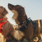 Lifestyle image of 2 dogs in a field, wone wearing a Blaze Orange harness and collar set, the other wearing Basalt Grey.