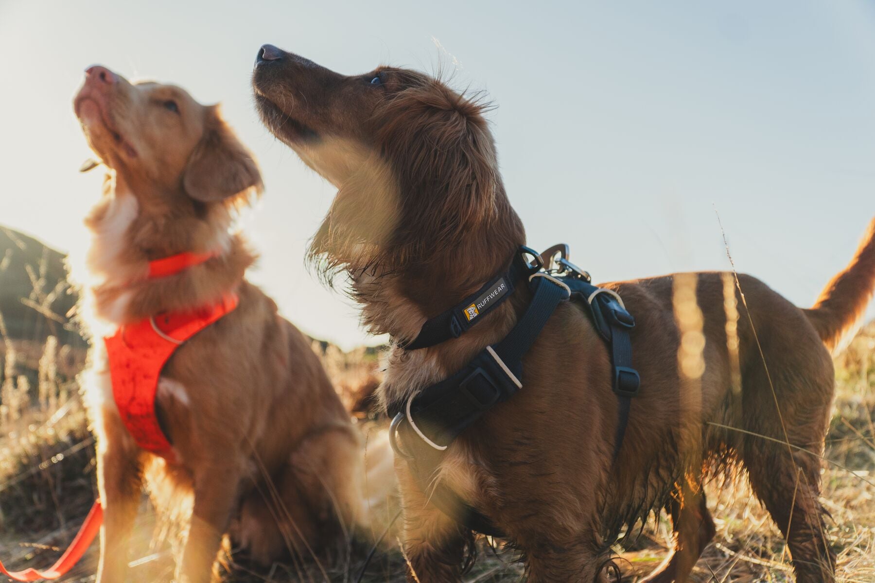 Lifestyle image of 2 dogs in a field, wone wearing a Blaze Orange harness and collar set, the other wearing Basalt Grey.
