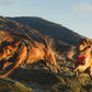 Lifestyle image of the Front Range Harness, with two dogs running through a field.