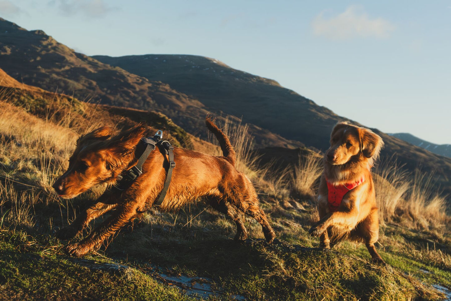 Lifestyle image of the Front Range Harness, with two dogs running through a field.