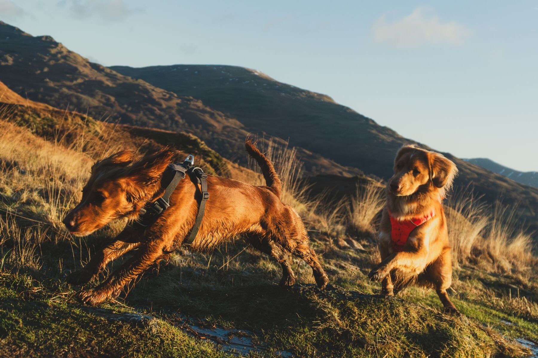 Lifestyle image of the Front Range Harness, with two dogs running through a field.
