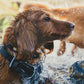Lifestyle image of the Front Range Harness, with a wet dog in a river wearing the Basalt Grey harness.