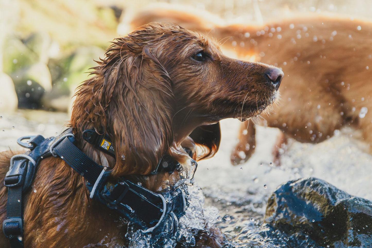 Lifestyle image of the Front Range Harness, with a wet dog in a river wearing the Basalt Grey harness.