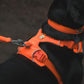 Lifestyle image of the Front Range Harness, with a bright orange harness and collar.