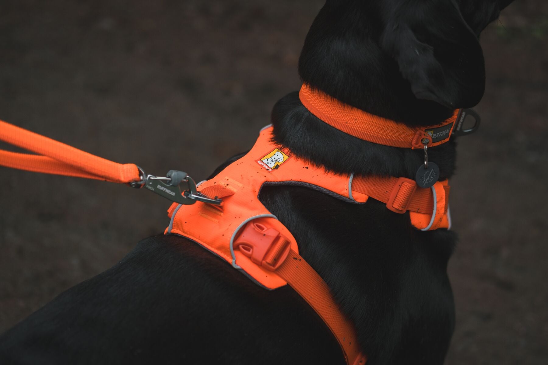 Lifestyle image of the Front Range Harness, with a bright orange harness and collar.