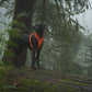 Lifestyle image of the Front Range Harness, with a black dog wearing a bright orange harness and collar in a forest setting.