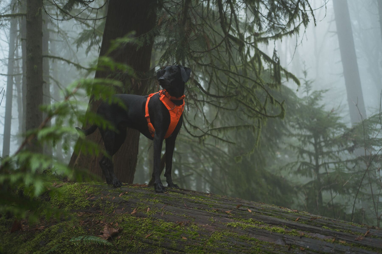 Lifestyle image of the Front Range Harness, with a black dog wearing a bright orange harness and collar in a forest setting.