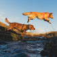 Lifestyle image of the Front Range Harness, with two dogs jumping across a river in a grassy environment.