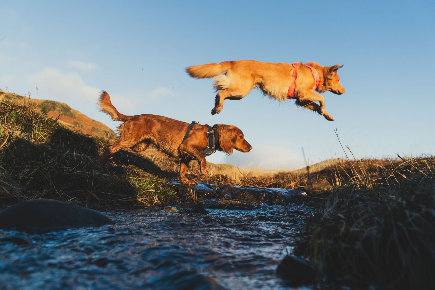 Lifestyle image of the Front Range Harness, with two dogs jumping across a river in a grassy environment.