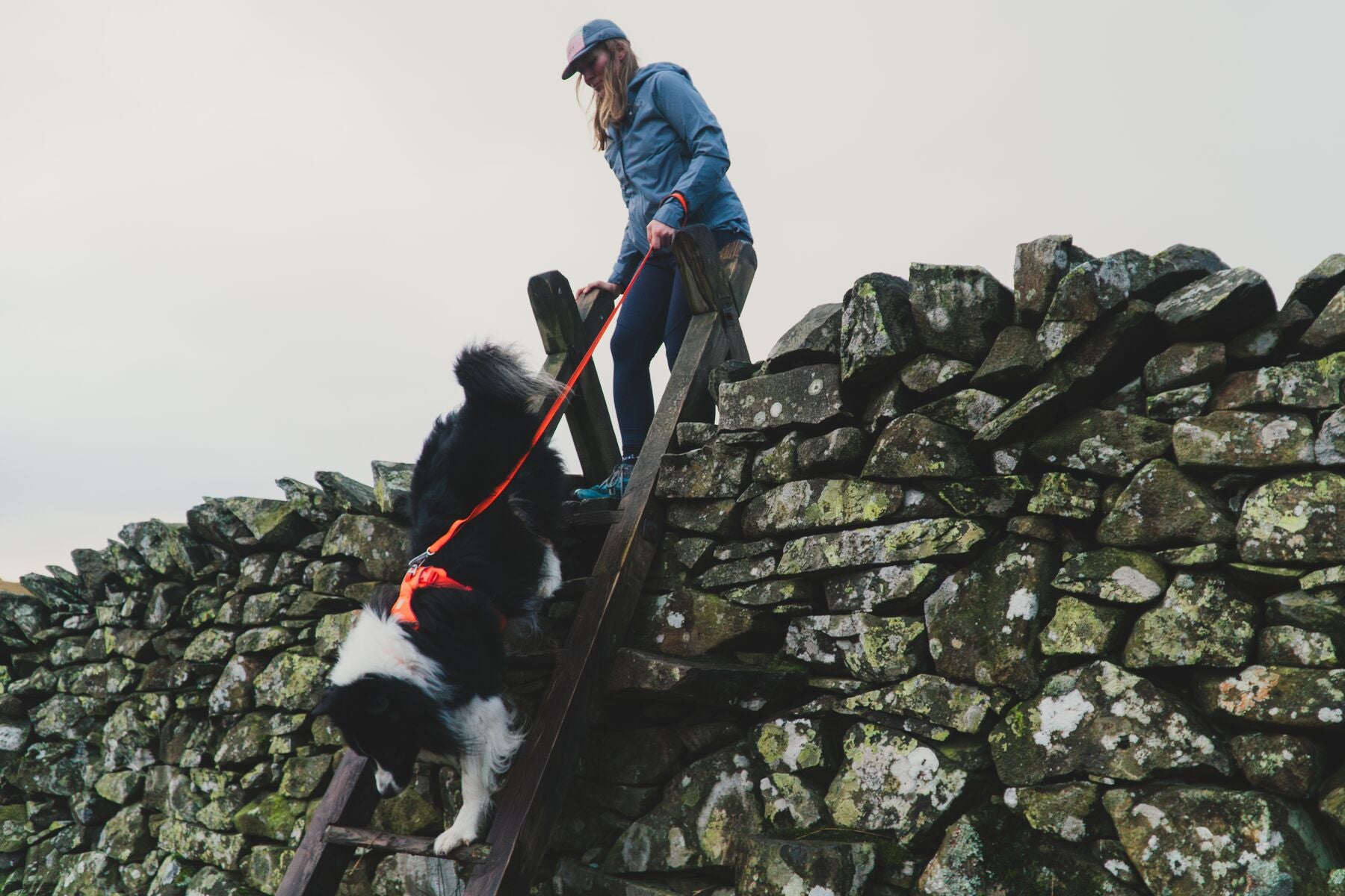 Lifestyle image of the Front Range Lead, with a dog walking down a ladder.