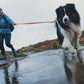 Lifestyle image of the Front Range Lead, with a dog walking through a puddle ahead of their owner.