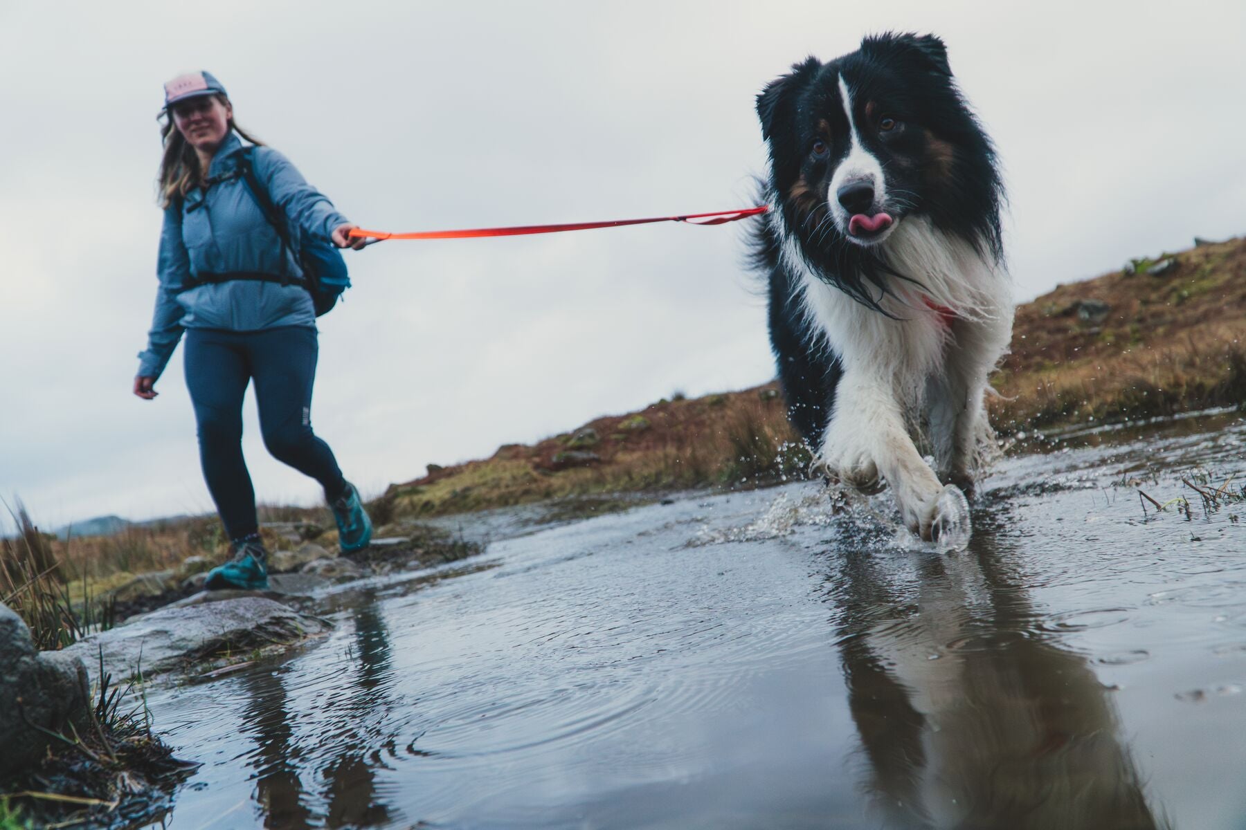 Lifestyle image of the Front Range Lead, with a dog walking through a puddle ahead of their owner.