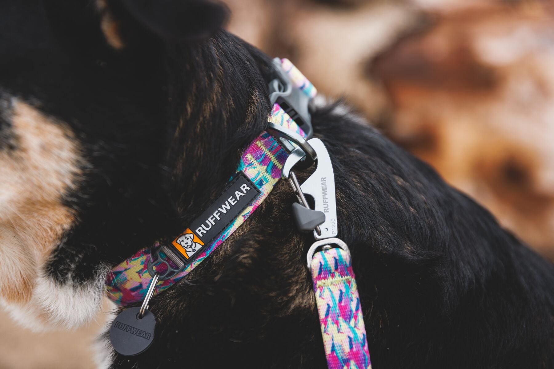 Lifestyle image of the Front Range Lead, showing the lead clipped to a matching collar, with Ruffwear logo.